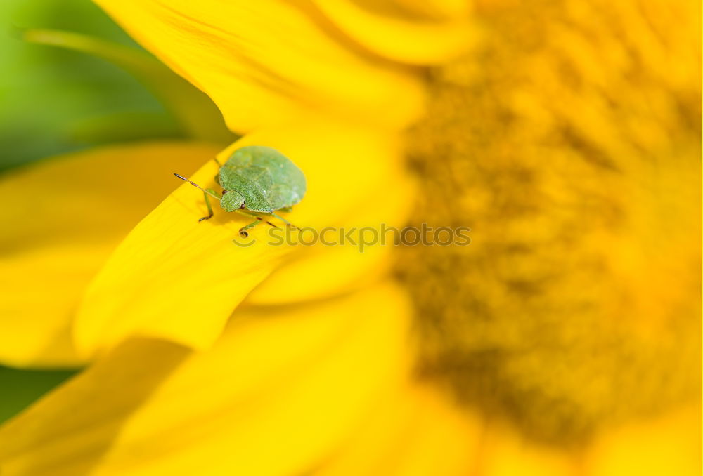 Similar – Papaver nudicaule