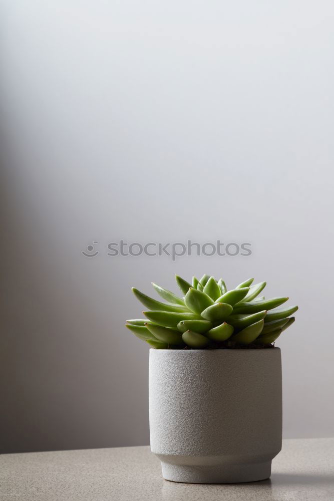 Similar – Image, Stock Photo cactus as houseplant with hanging leaves in a pot on the shelf at home