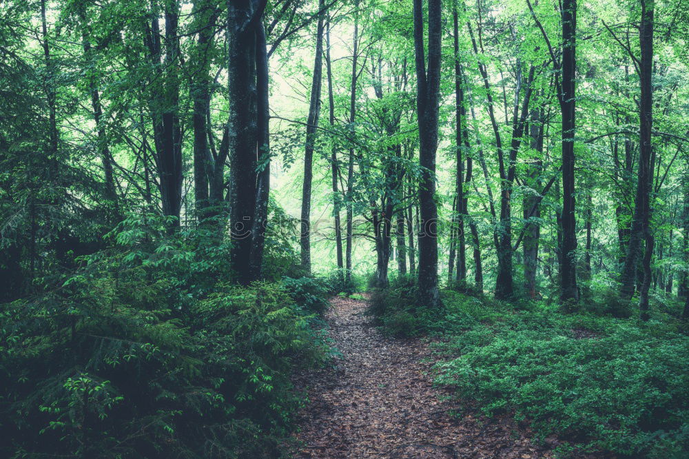 Similar – forest tunnel Wellness