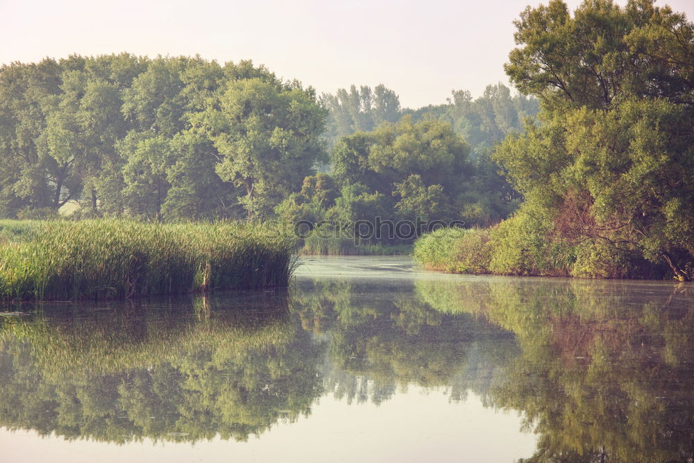 Similar – Mettnau Lake Common Reed