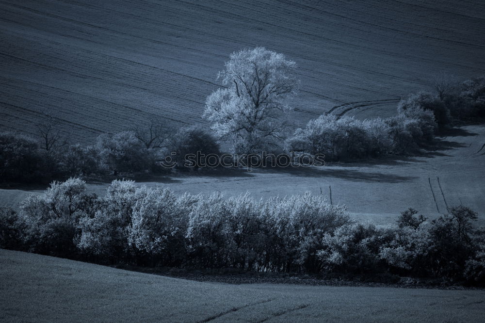 Similar – Foto Bild Analogue Tree Wiese Baum