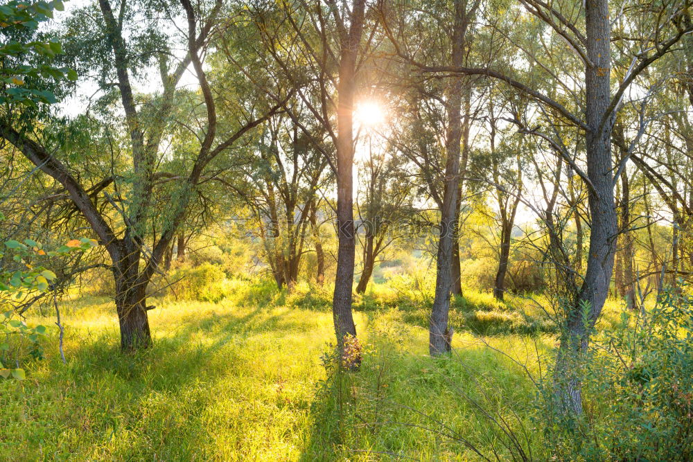 Similar – elephant Elephant Forest