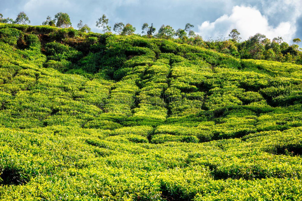 Similar – Image, Stock Photo good-morning tea