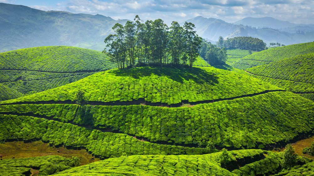 Similar – Image, Stock Photo green yes green