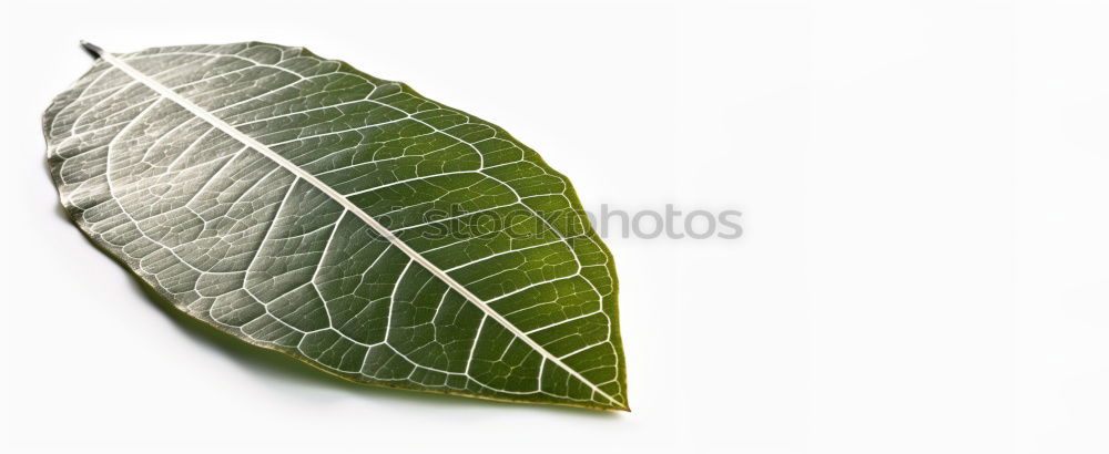 Similar – Image, Stock Photo transformation Plant