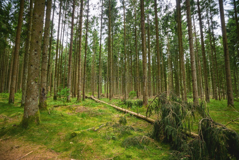 Similar – bog tree Tree Bog Marsh