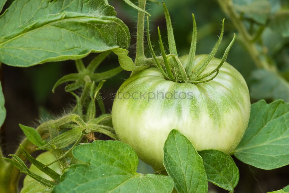 Similar – wax tomato Food Vegetable