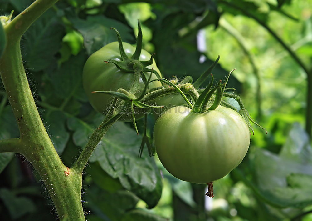 Similar – wax tomato Food Vegetable