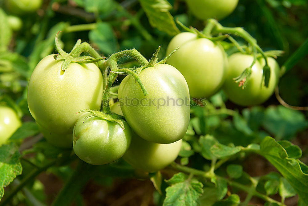 Similar – rose hips Rugosa rose