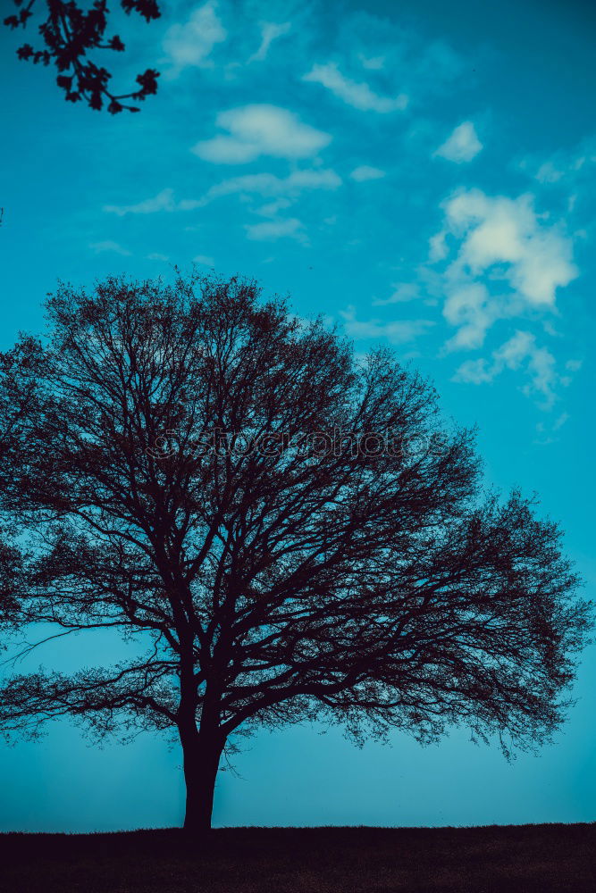 Similar – Image, Stock Photo West beach in morning blue