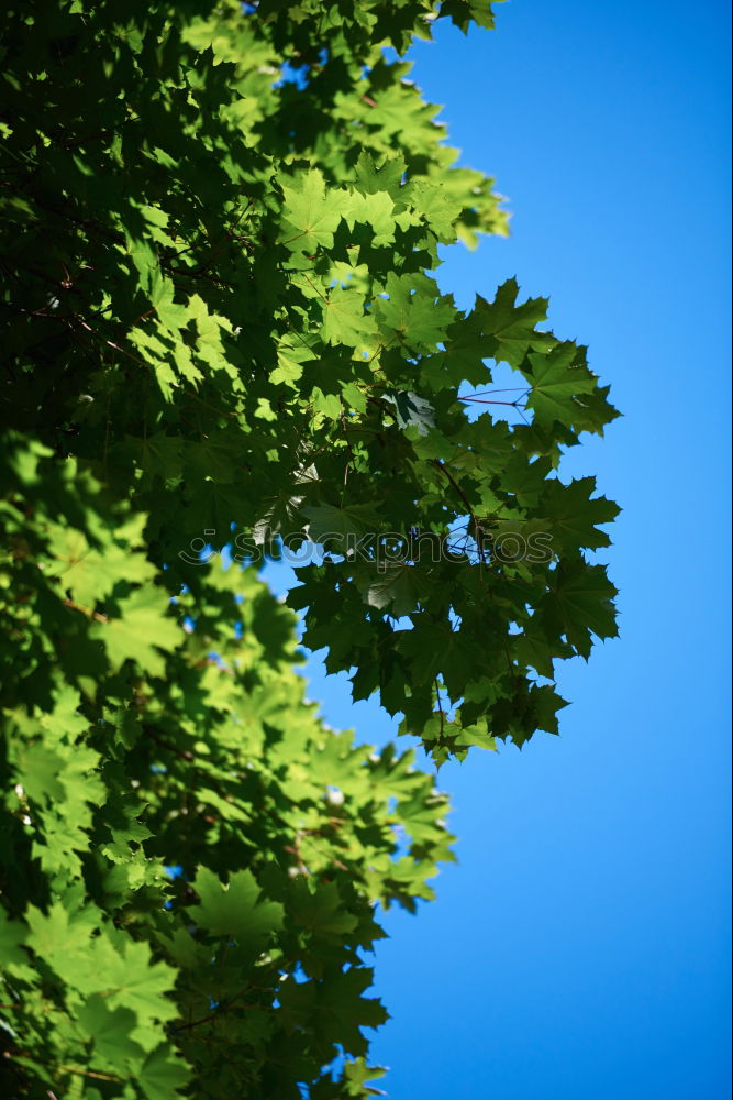 Similar – Im Garten Eden V Baum grün