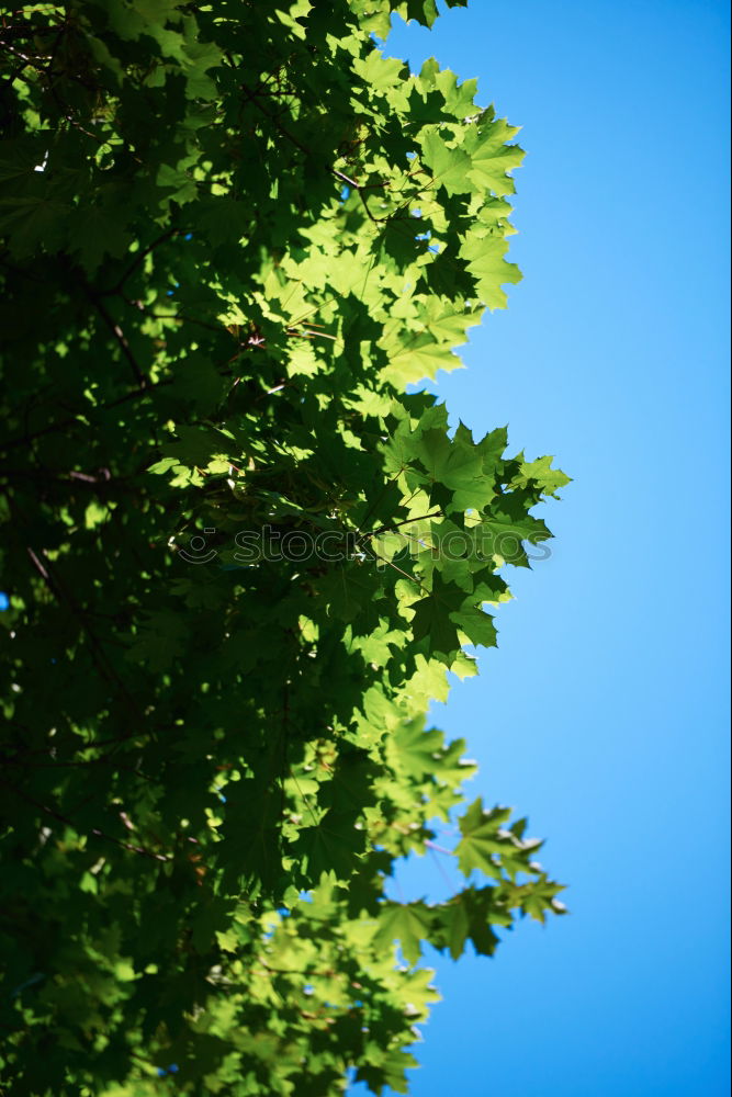 Mein Freund der Baum grün