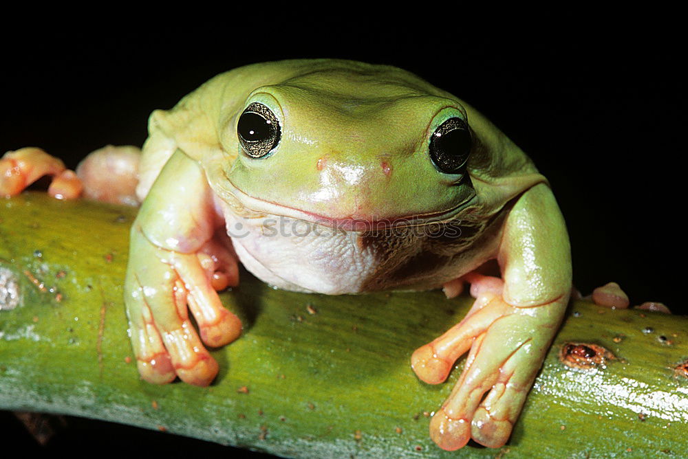 Similar – Baby Frog on Flower Bud