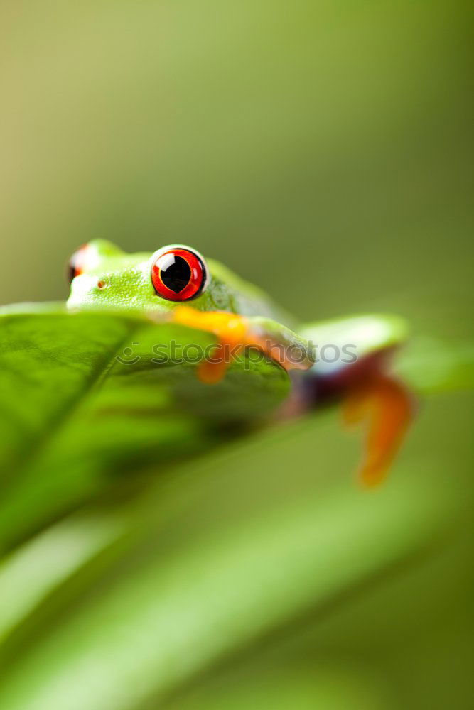 Similar – Erannis defoliaria caterpillar