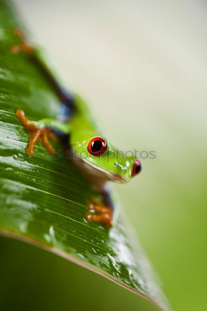 Similar – Pyrrhocoris apterus