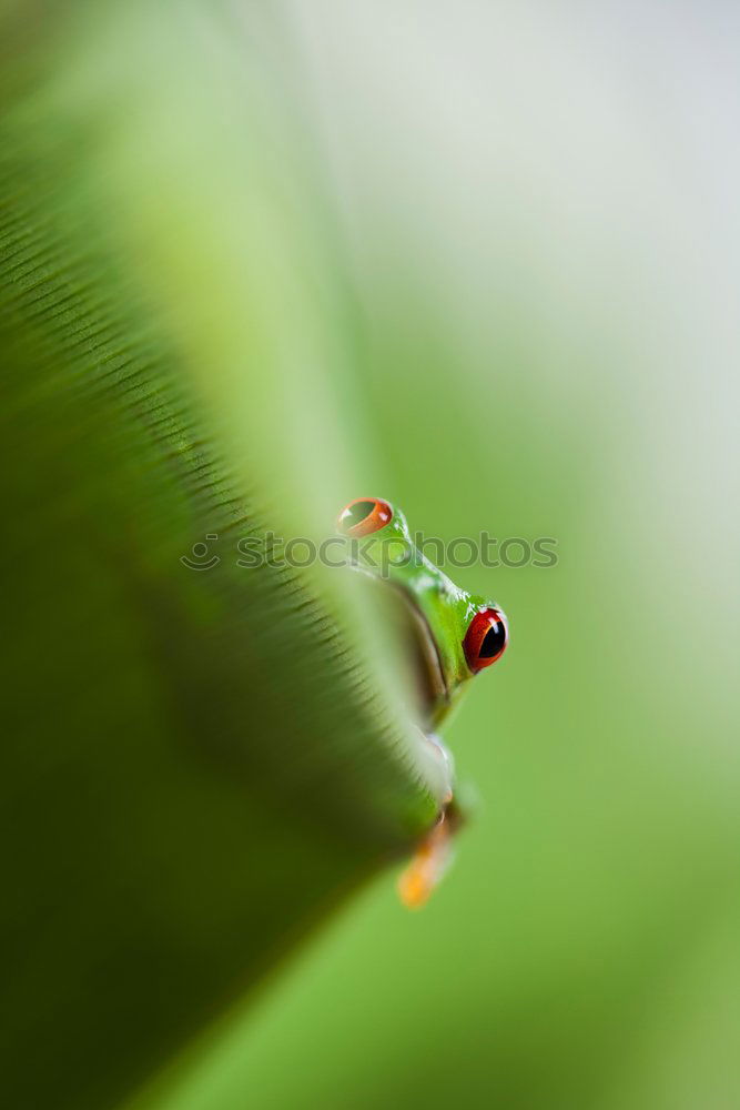 Similar – Image, Stock Photo “Oh, fuck you.” Provocatively, the tree frog turns its back to the photographer; it doesn’t stay seated for long.