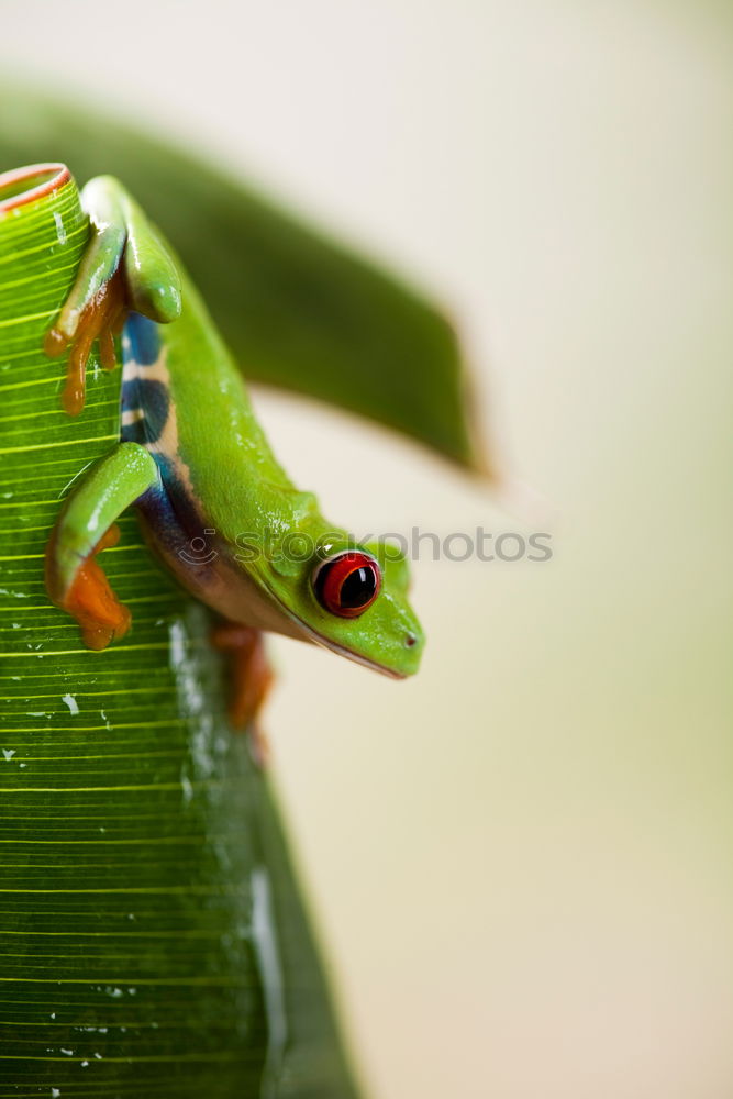 Similar – Golden Plant Animal Spring