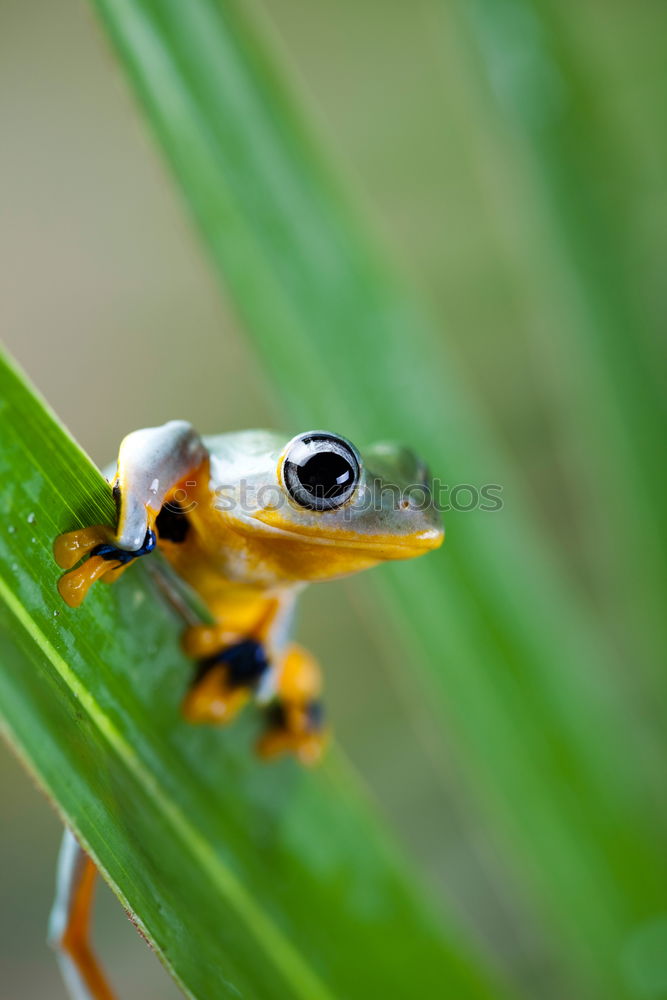 Similar – Image, Stock Photo Frog sits on a daisy frog