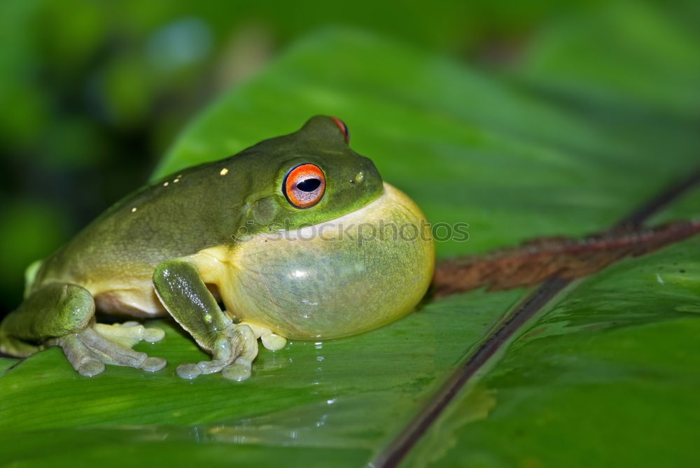 Similar – Well camouflaged Lake Pond