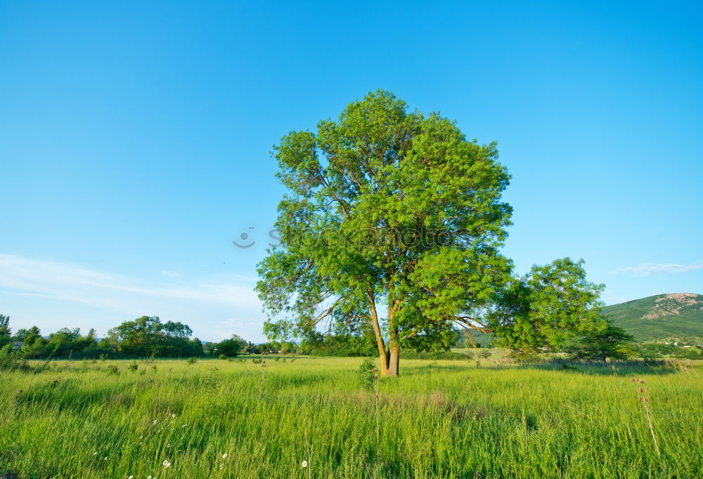 Similar – Image, Stock Photo Slag heap of the mining industry in the Mansfeld mining district at the end of a tree-lined country road