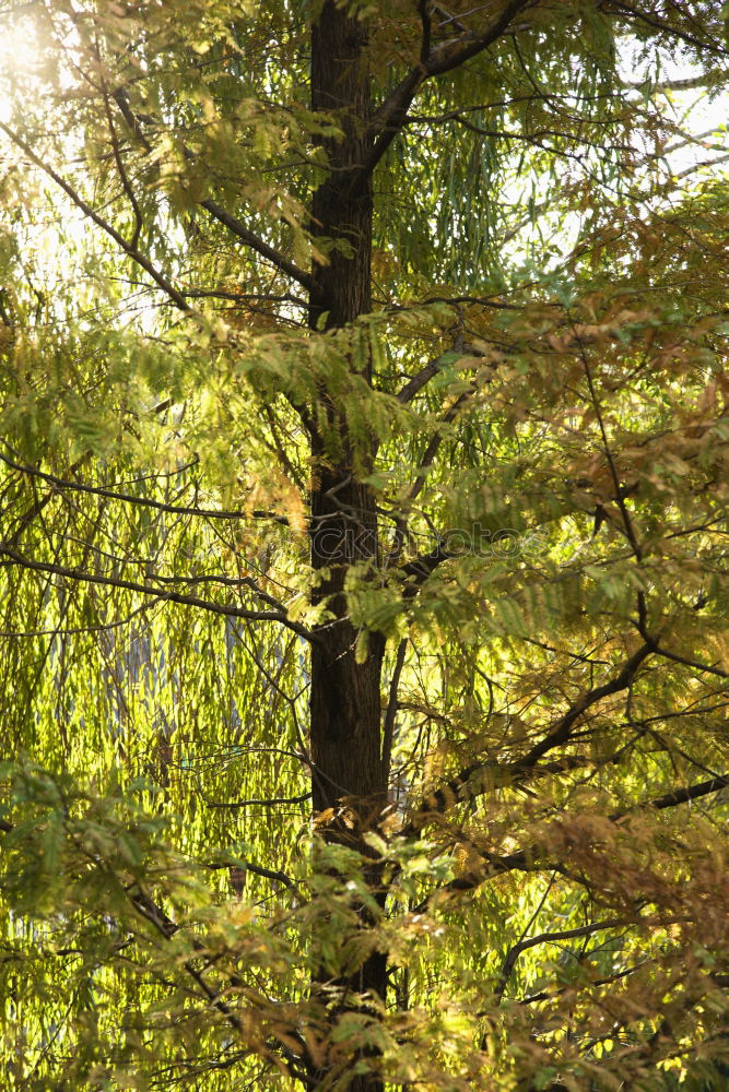 Similar – Birnbaum Garten Lampe