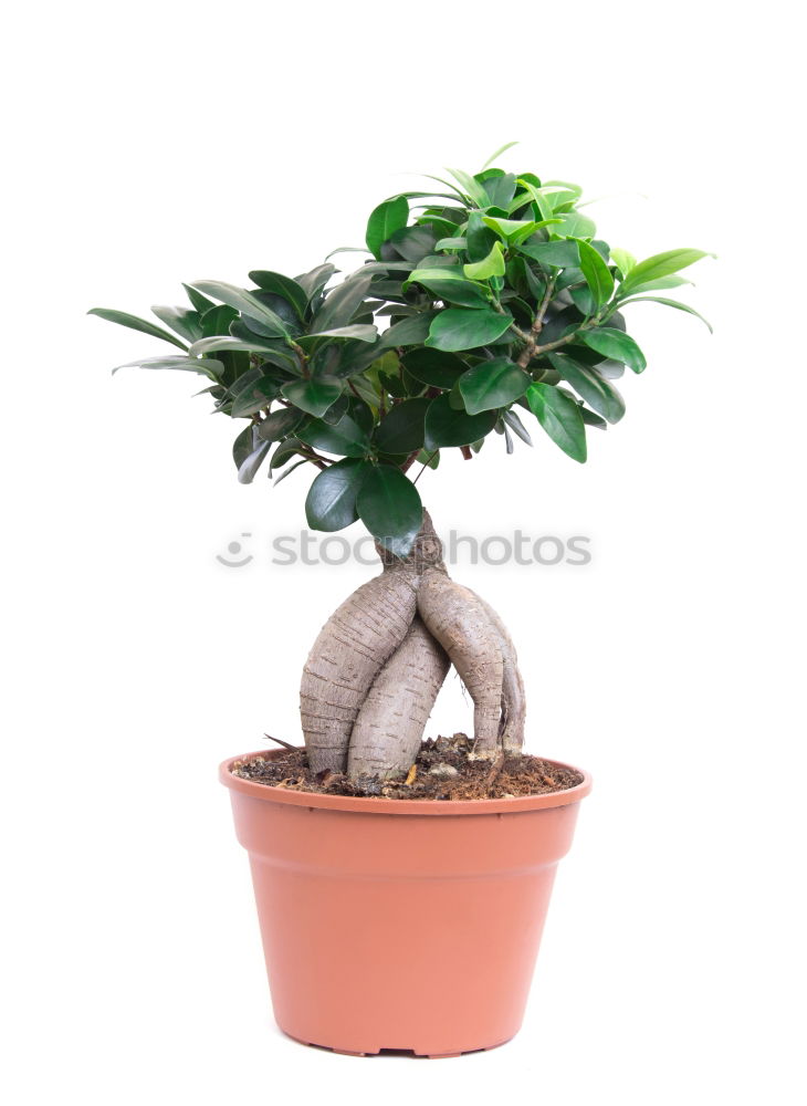 Similar – Image, Stock Photo Ficus Ginseng Bonsai