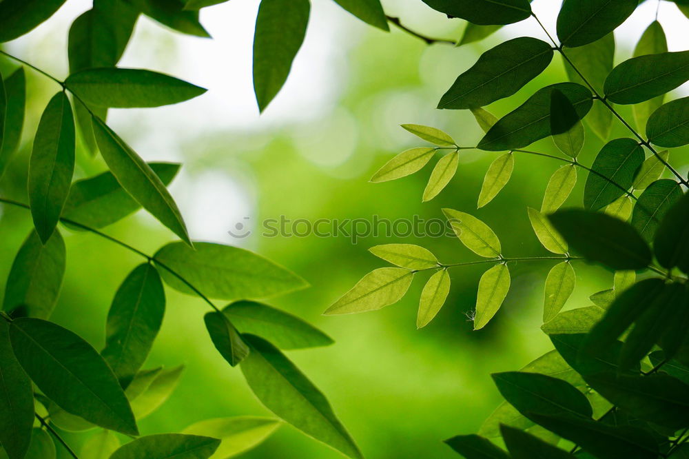 Backlit Fresh Green Tree Leaves In Summer