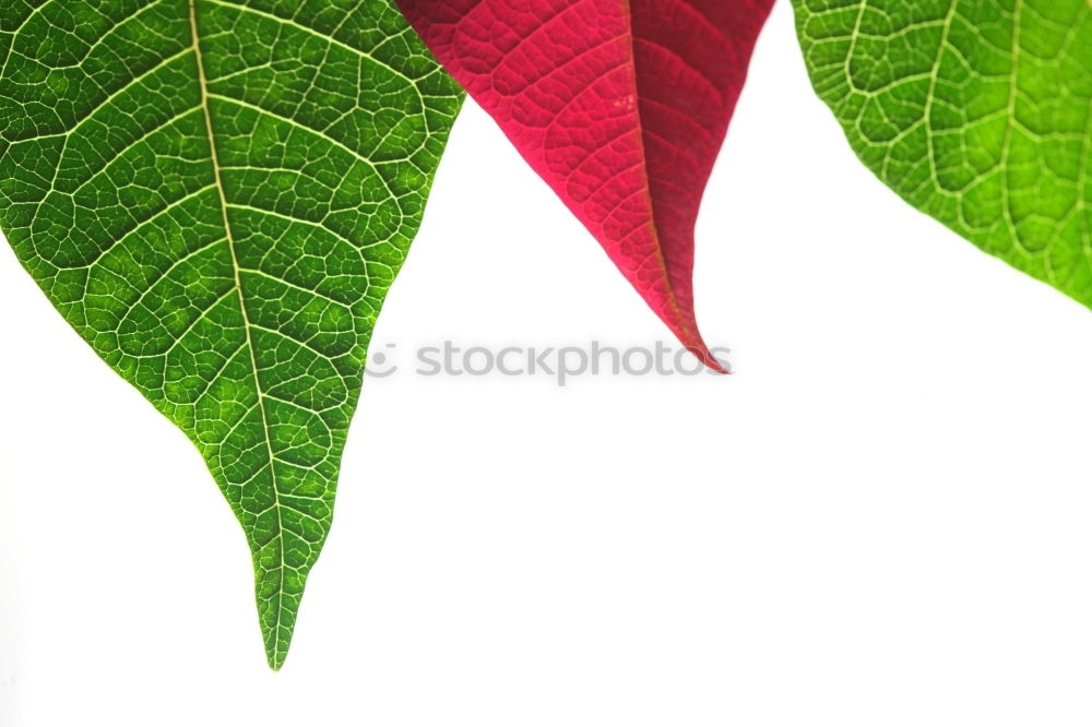 Similar – Image, Stock Photo Sheet 11 Plant Green