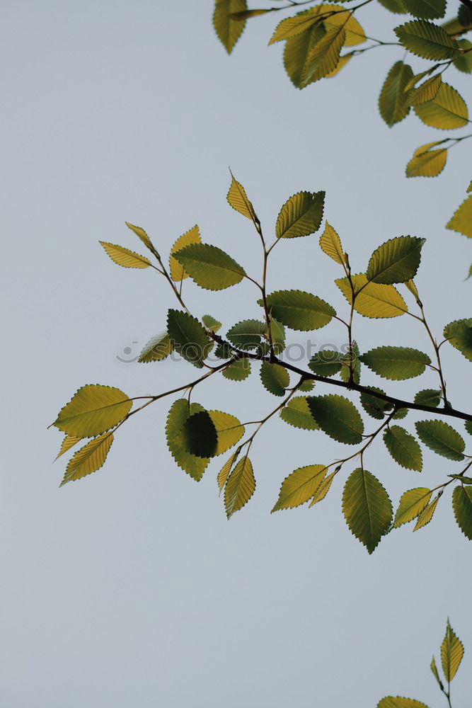 Similar – Image, Stock Photo poinsettia Square