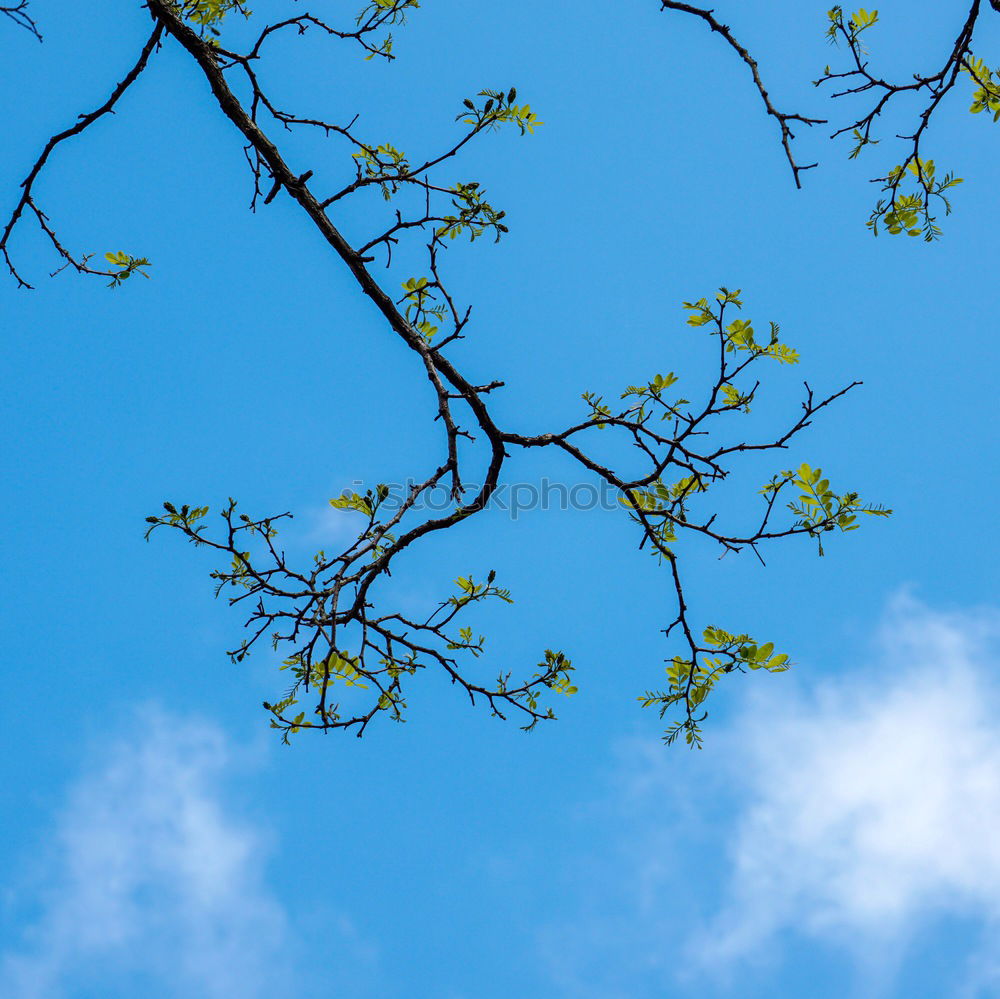 Similar – frühlings grün Blatt Ast