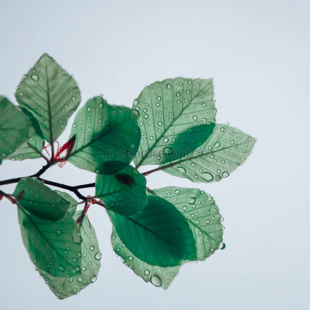 Similar – Image, Stock Photo Happiness found III Clover