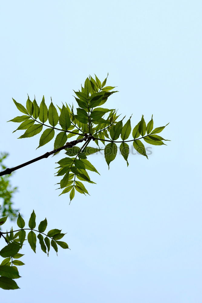 Similar – Foto Bild Summertime Blatt Esche