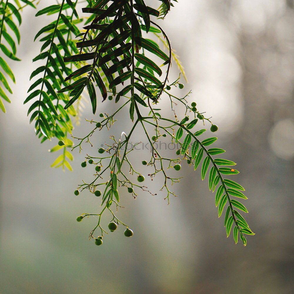 Discolouration Baum Blatt