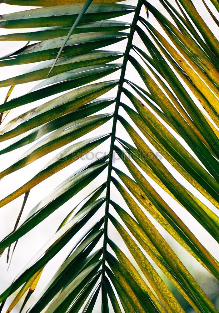 Similar – palm fronds Palm tree