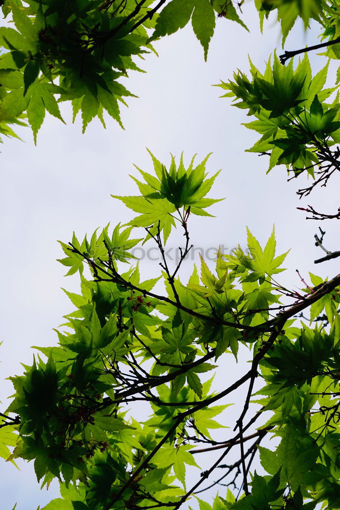 Similar – Discolouration Baum Blatt