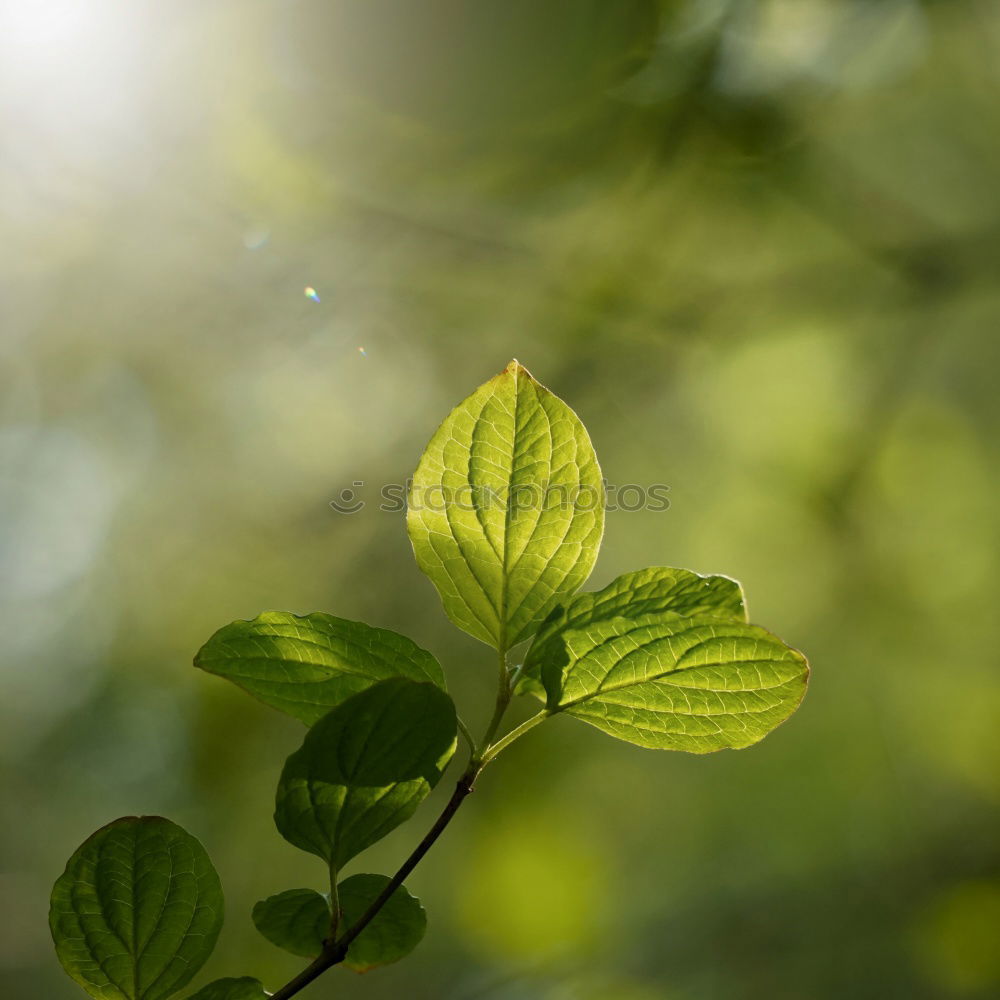 Similar – ginkgo Environment Nature