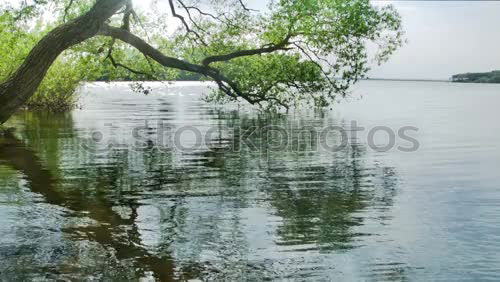 Similar – Image, Stock Photo the tree Tree Lake Green