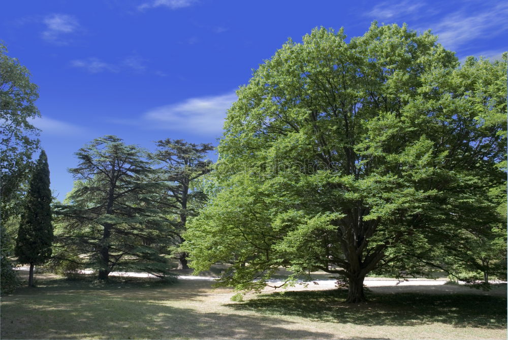 Similar – Image, Stock Photo Park of Lenné Lower Oder