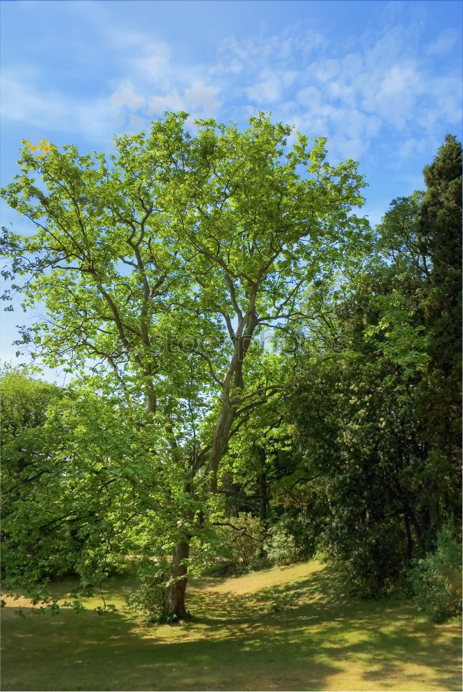 Similar – teletubbieland Wiese grün