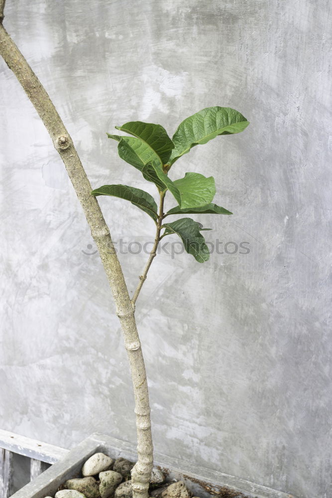 Similar – Dreieckiger Feigenbaum Ficus triangularis bonsai tree