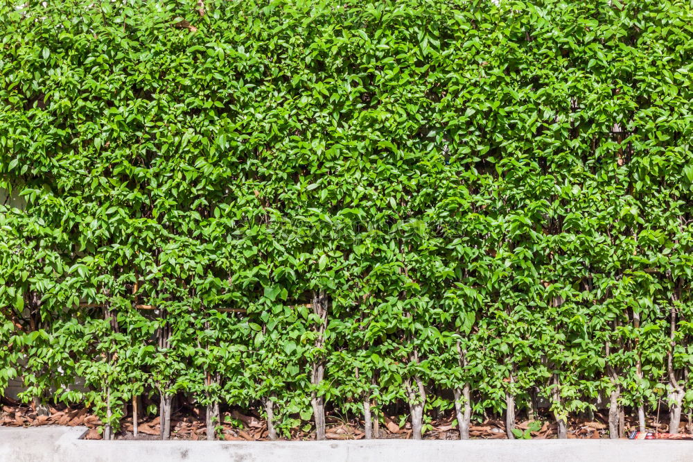 Similar – greenwall Bushes Green