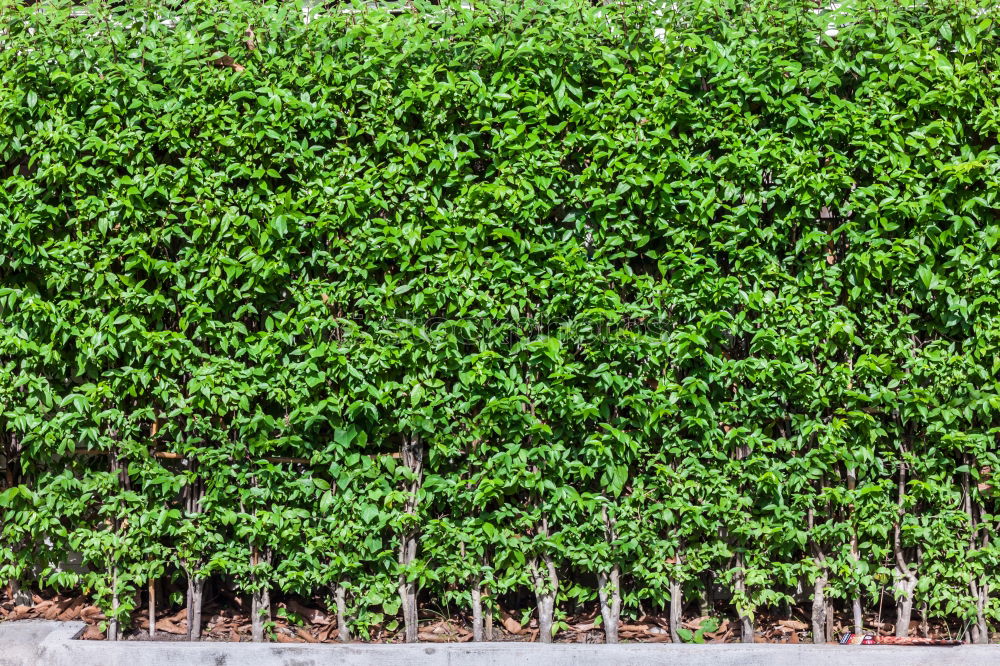 Similar – greenwall Bushes Green