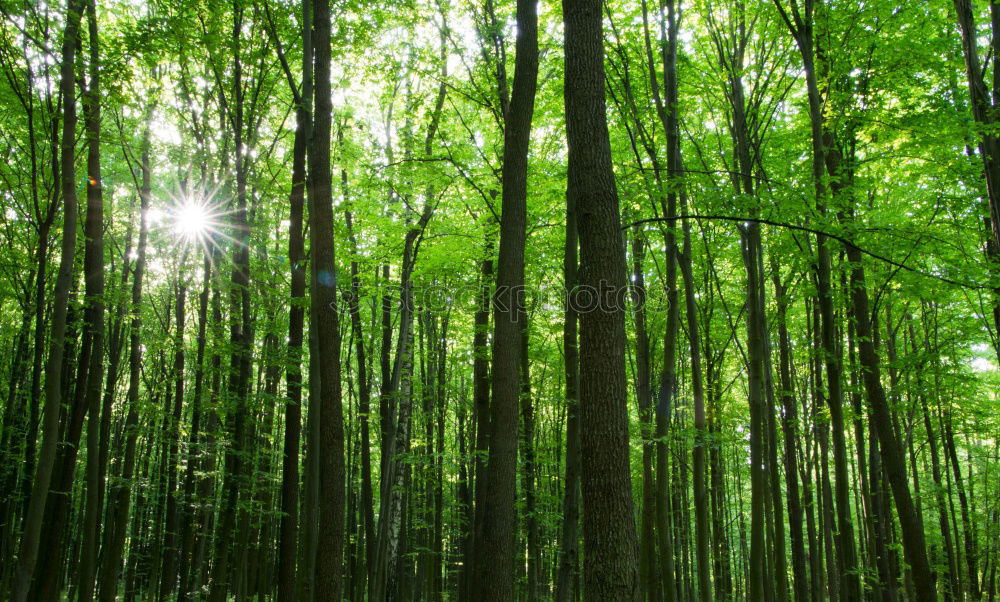 Similar – cloud forest Forest