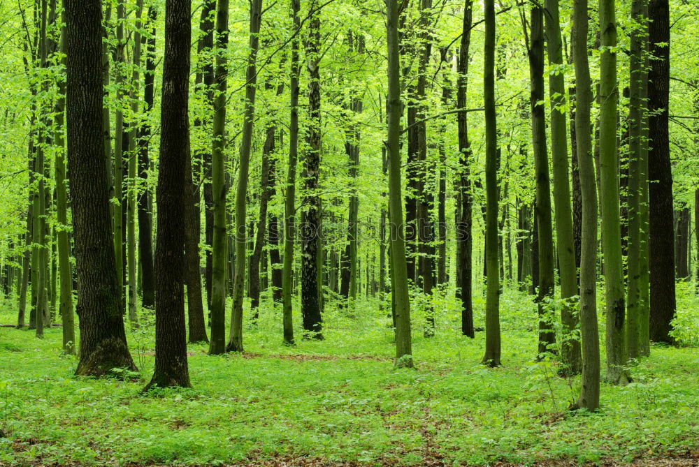 Similar – entrance to the magic forest