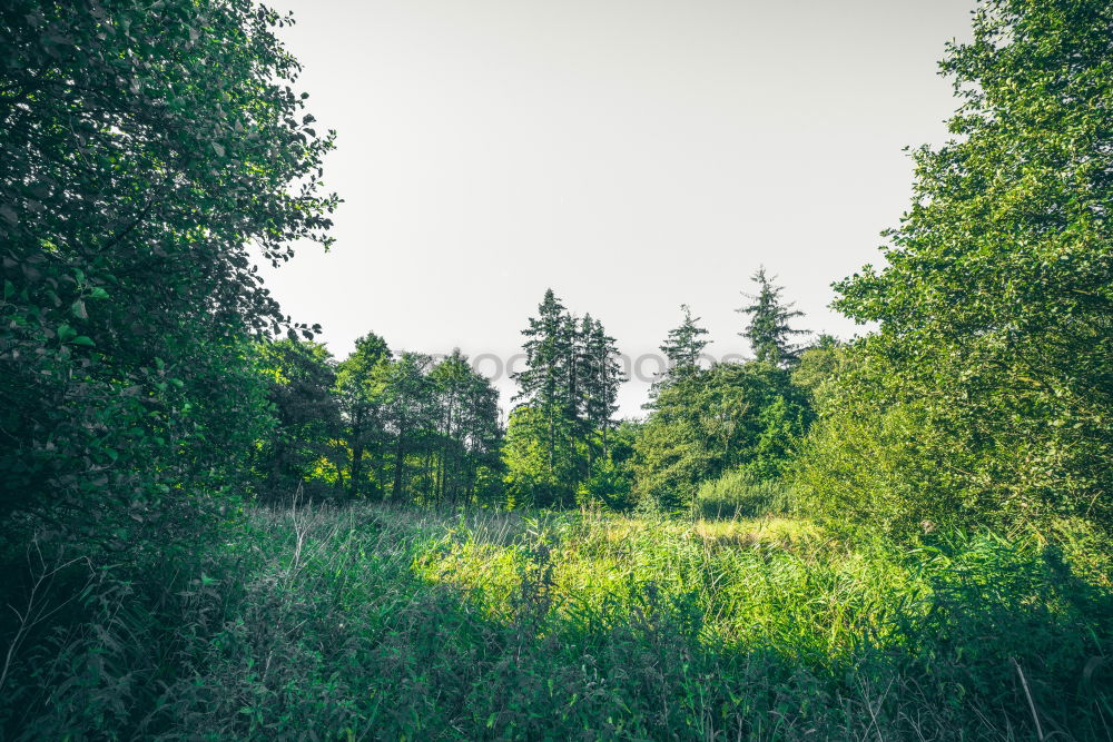 Newspaper on a meadow