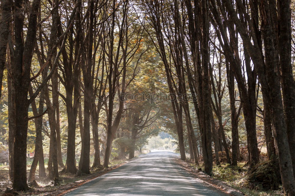 Similar – Road sign at road in forest