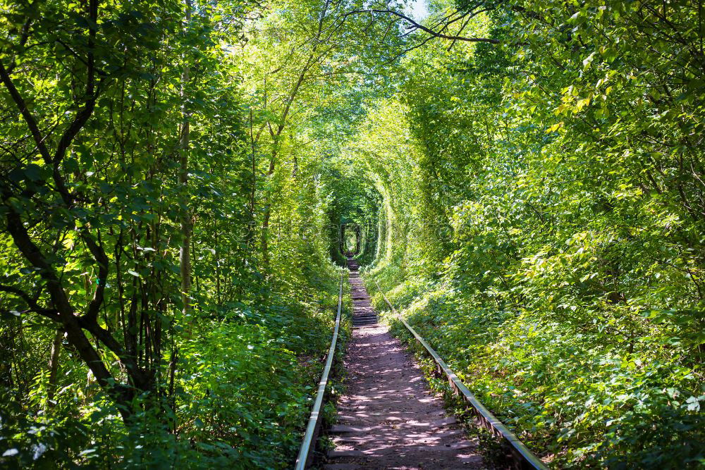 Similar – Rakotzbrücke Nature Plant