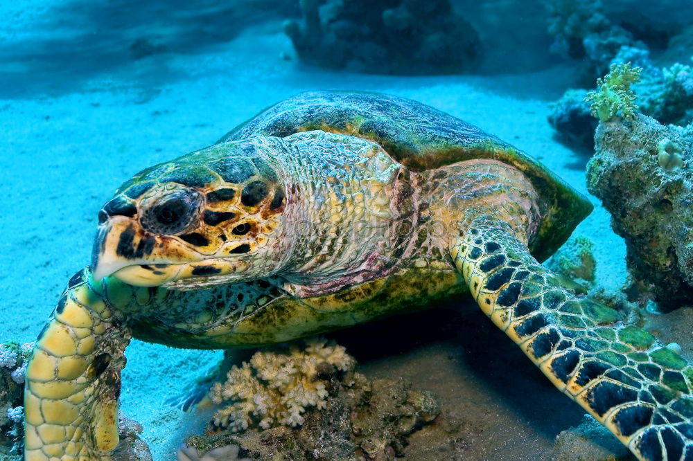 Similar – Sea Turtle Dive Animal