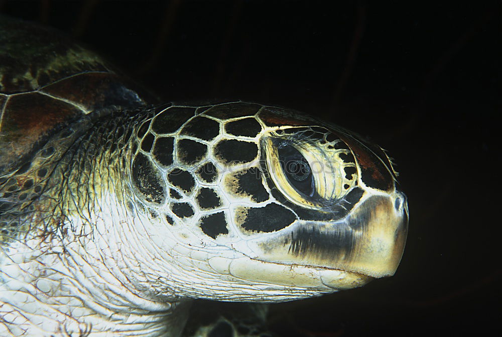 Similar – water turtle