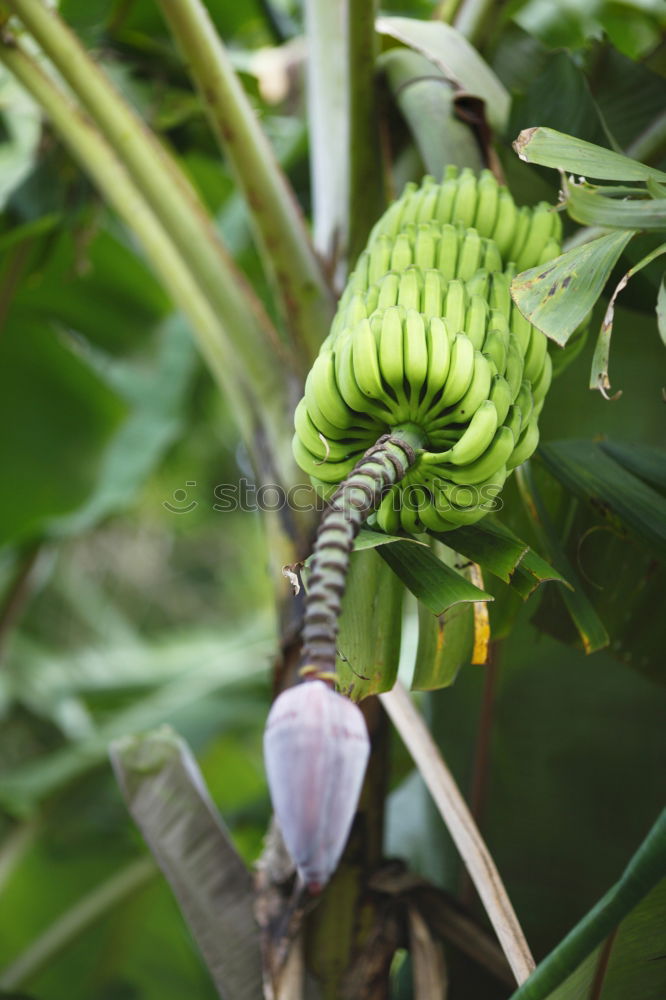 Similar – Foto Bild Kohlrabi grün frisch